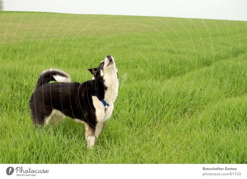 Ein Hundeleben - Das Leben ist "schööön" Husky Wiese Jagd weinen Freude Freiheit