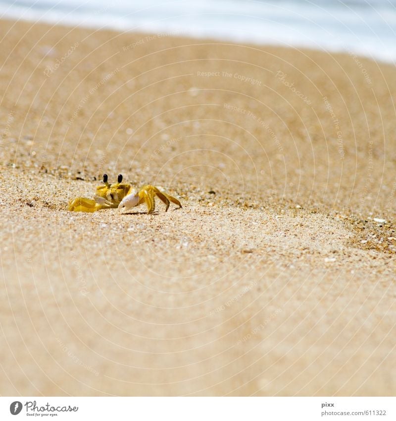 gelber flitzer auf dem heimweg Ferien & Urlaub & Reisen Ausflug Sommer Tier Sand Wasser Schönes Wetter Wellen Küste Strand Meer Atlantik Brasilien Südamerika