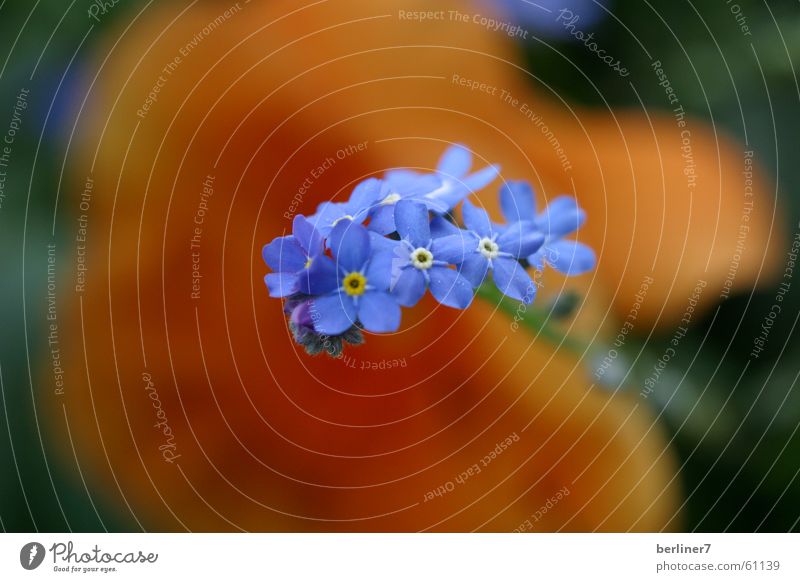 blaublaublau... Blume Unschärfe himmelschlüsselchen Makroaufnahme