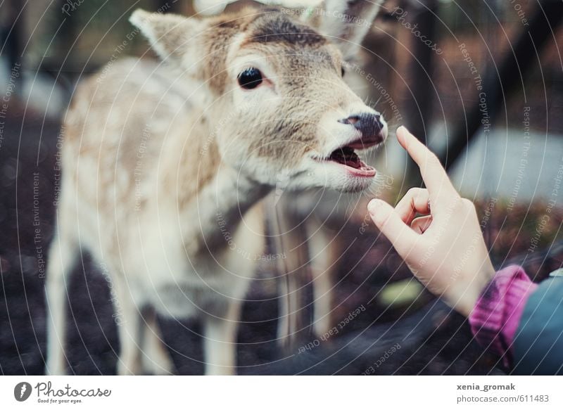 Bambi Freizeit & Hobby Ausflug Abenteuer Umwelt Tier Park Wiese Wald Wildtier Tiergesicht Zoo Streichelzoo 1 füttern frei Freundlichkeit wild Freude Tierliebe