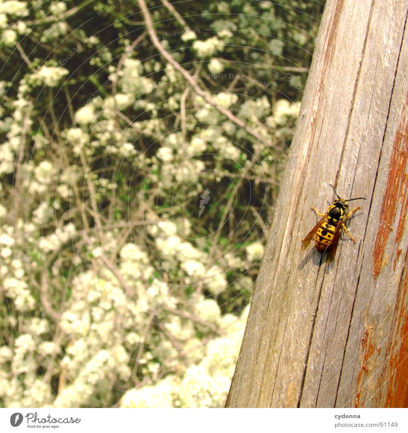 Na, auch hier? Biene Insekt Holz Säule Frühling Blüte fliegen Sonne Blühend schnapschuss Detailaufnahme Freude Natur Momentaufnahme