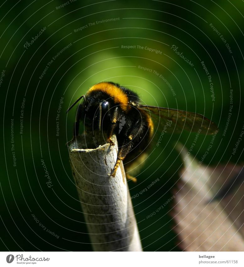 maja? willy? flipp? Hummel Biene grün krabbeln Stab hoch Insekt gelb schwarz Fühler festhalten gestreuft oben Flügel Natur angekommen Außenaufnahme