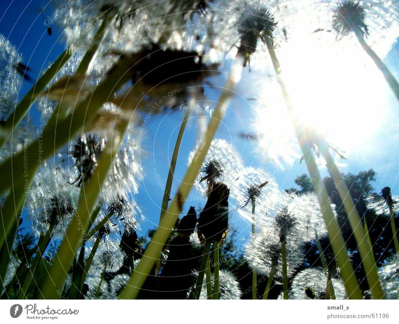 The sun Licht Blauer Himmel springen dandelion light joy flower