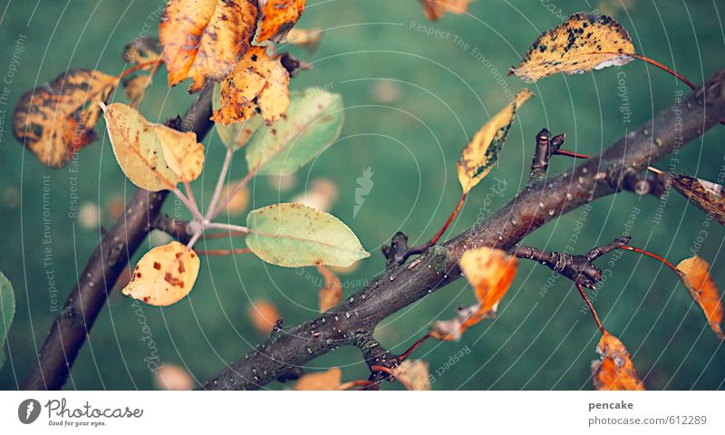 bunt Natur Herbst Blatt Garten Zeichen Fröhlichkeit chaotisch Ewigkeit Zufriedenheit einzigartig Lebensfreude Leichtigkeit nachhaltig Ordnung feminin Apfelbaum