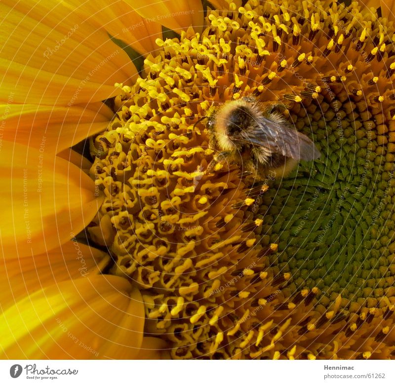 Staubsauger. Blume Sonnenblume Sommer gelb Blüte Pollen Hummel Biene Wespen Tier Insekt Biene Maja lecker weich Muster saugen Säugetier Detailaufnahme orange