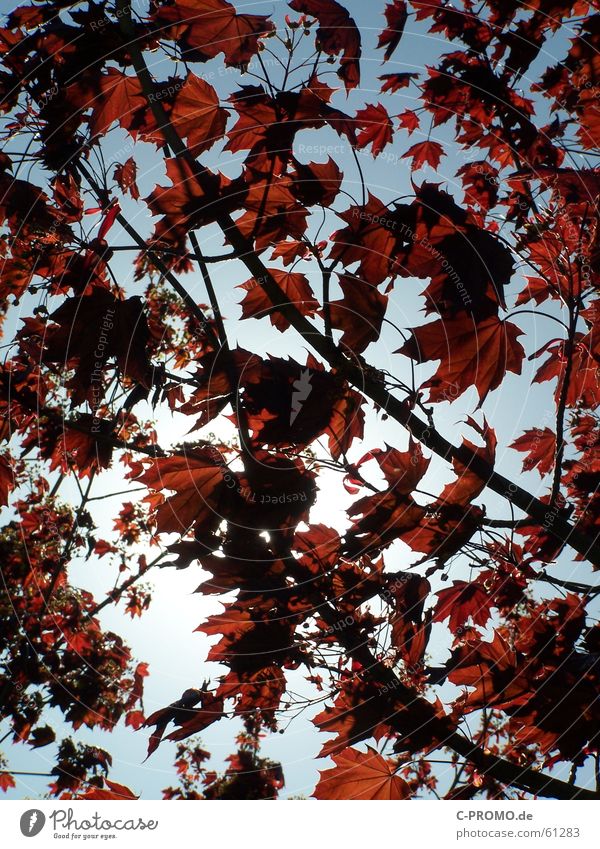 Wie ein Blatt im Wind... springen Pflanze Baum Frühling rot Wolken Licht Himmel Natur Trauer Verzweiflung Herbst Ast maple tree ahornbaum sheet sheets branch