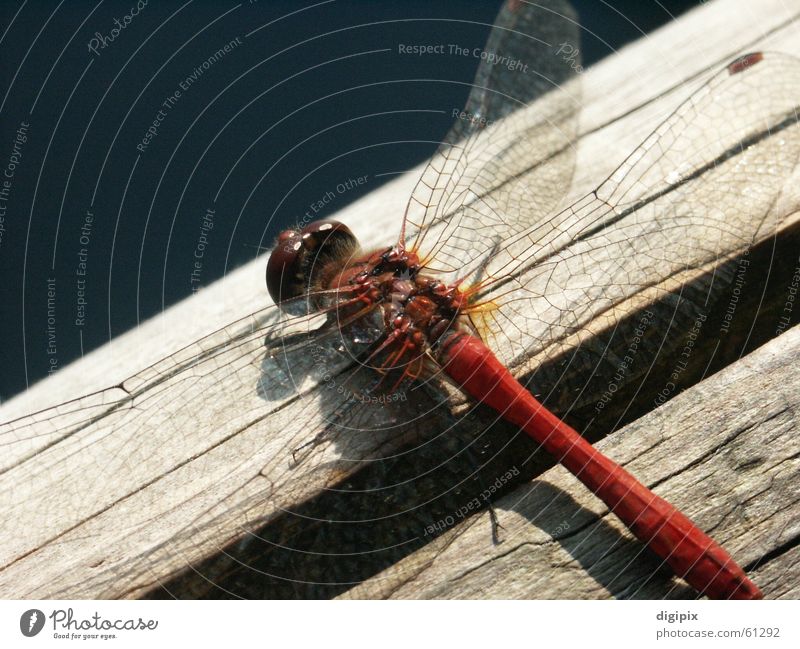 Flugobjekt Holz Libelle Insekt Nahaufnahme Makroaufnahme Sommer Natur Flügel Luftverkehr Graffiti