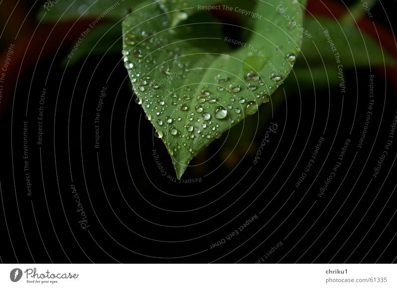 Funkie im Regen Hosta Pflanze Balkon Tontopf Topfpflanze grün schwarz Wassertropfen nass Reifezeit Blatt schlechtes Wetter Außenaufnahme schattengewächs Natur