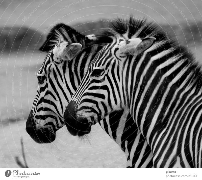 Zebras paarweise Tierpaar