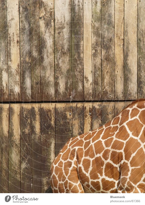 ein schöner rücken kann auch entzücken... Zoo Safari Holz Giraffe Tor Rücken Fleck scheckig