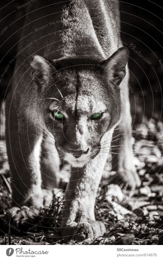 Puma auf der Jagd Zoo Tier Wildtier Katze Raubkatze 1 fangen Fressen Aggression ästhetisch sportlich bedrohlich frei klug Geschwindigkeit schön grün Gefühle