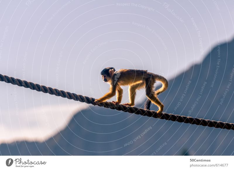 Spazierender Affe auf dem Seil Freizeit & Hobby Ferien & Urlaub & Reisen Tourismus Ausflug Abenteuer Ferne Freiheit Zirkus Zoo Tier Affen 1 Spielen Farbfoto