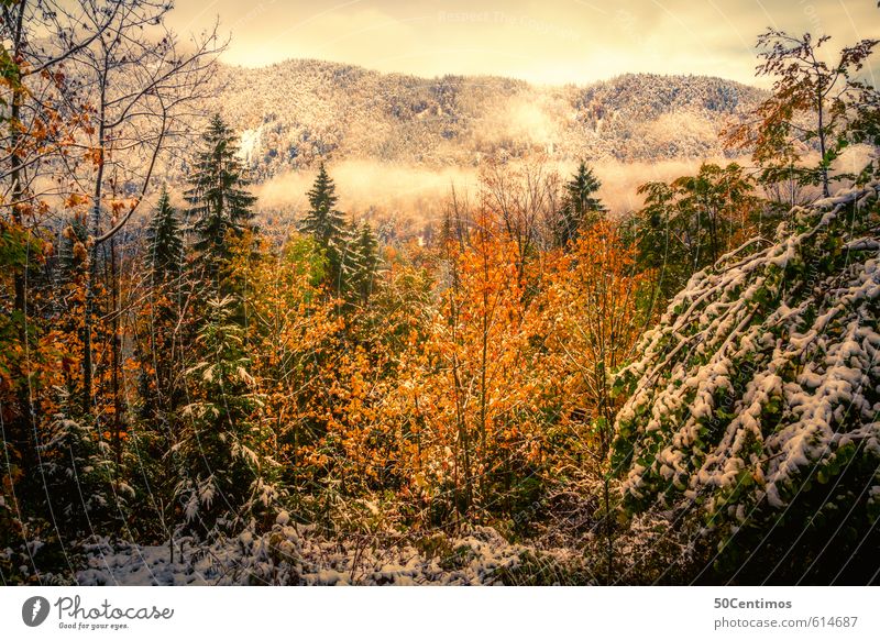 Herbstlandschaft im ersten Schnee Ferien & Urlaub & Reisen Tourismus Ausflug Winter Berge u. Gebirge Umwelt Natur Landschaft Klima Klimawandel Wetter Wald