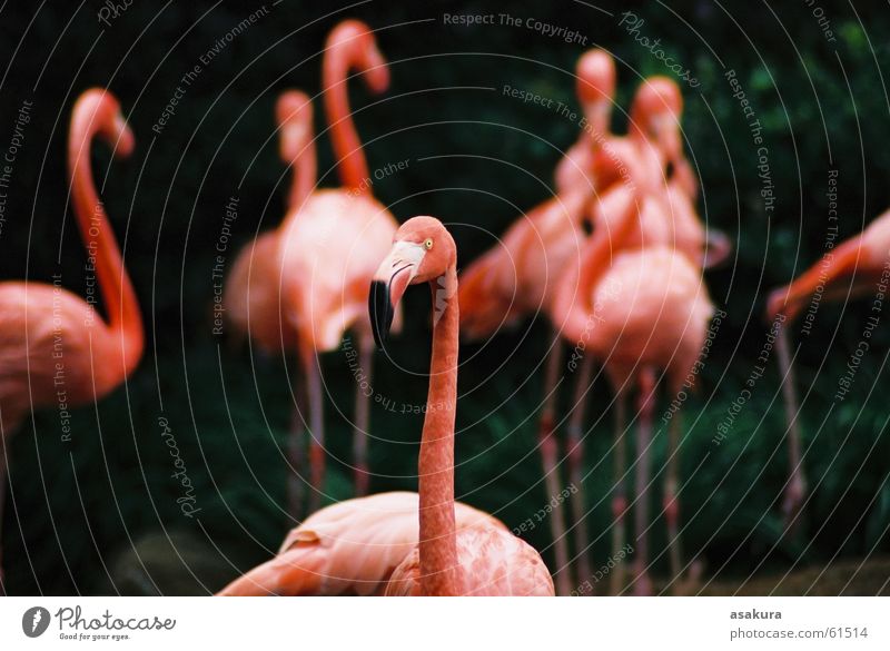 Pink&#12288;Flamingo Zoo bird animal nikon