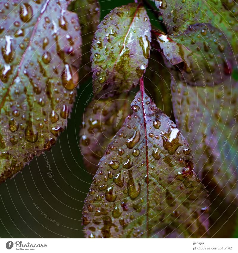 Ein bisschen Trauer bleibt. Umwelt Natur Pflanze Wasser Wassertropfen Herbst Wetter Regen Sträucher Blatt Garten grün rot nass hydrophob Blattadern