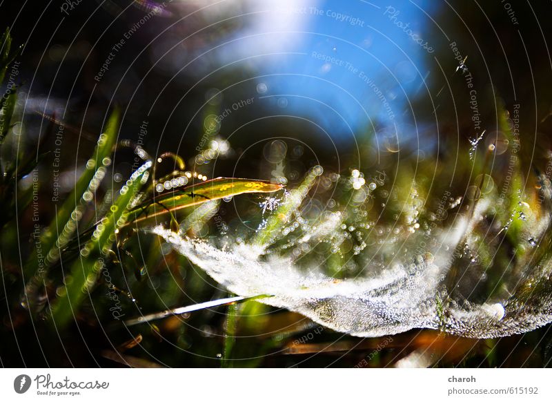 Spinnenrevier Umwelt Natur Landschaft Pflanze Urelemente Erde Wasser Wassertropfen Himmel Sonnenlicht Herbst Schönes Wetter Gras Wiese Netzwerk blau braun grün