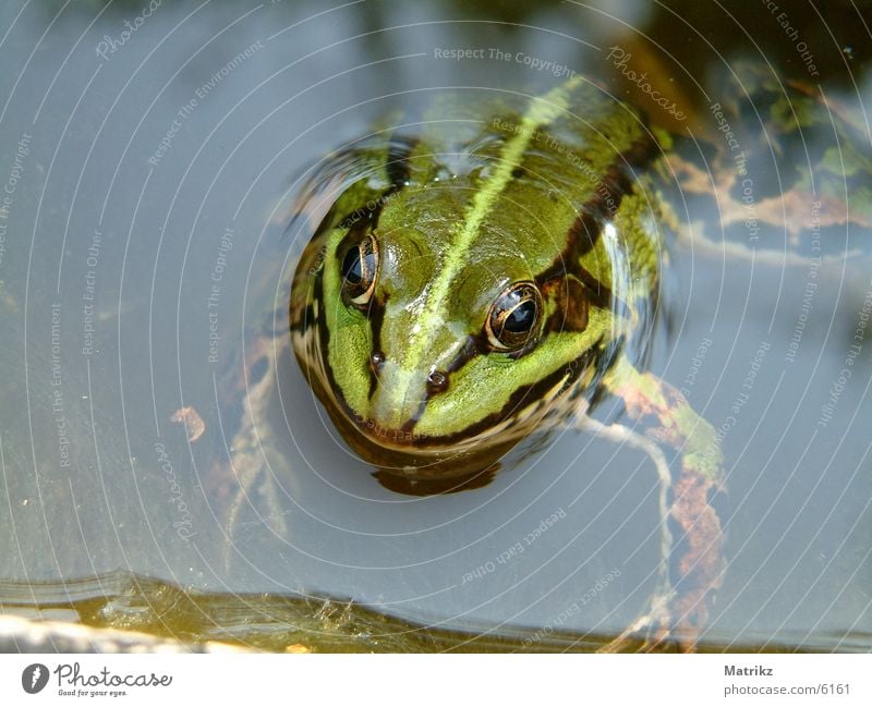 Grüner Frosch Unke Streifen Schwimmbad Kröte amphipian frog paddock toad black water sea pond
