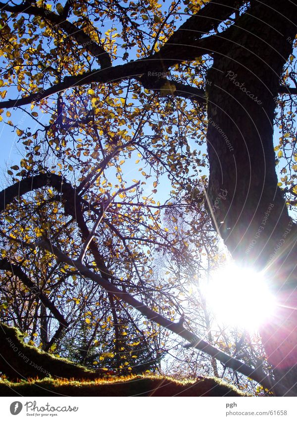 Herbsttag in Puppling Baum Stimmung Blatt Sonne herbsz Himmel