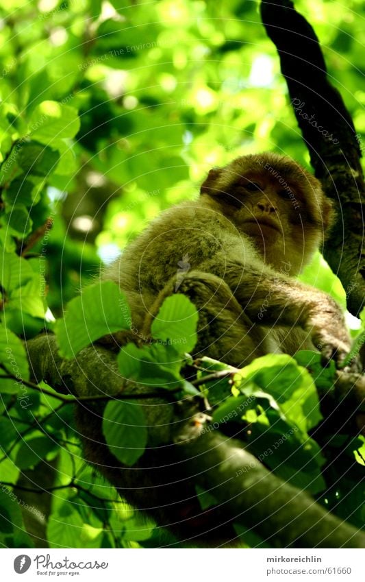 Mich kriegst du nicht! Affen Berberaffen Baum grün Wald Blick Blatt Klettern bigway