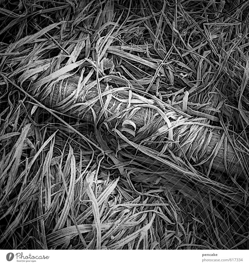 loslassen Natur Urelemente Erde Winter Eis Frost Gras Feld Holz Zeichen ästhetisch authentisch kalt schwarz weiß Partnerschaft bizarr Einsamkeit Erwartung
