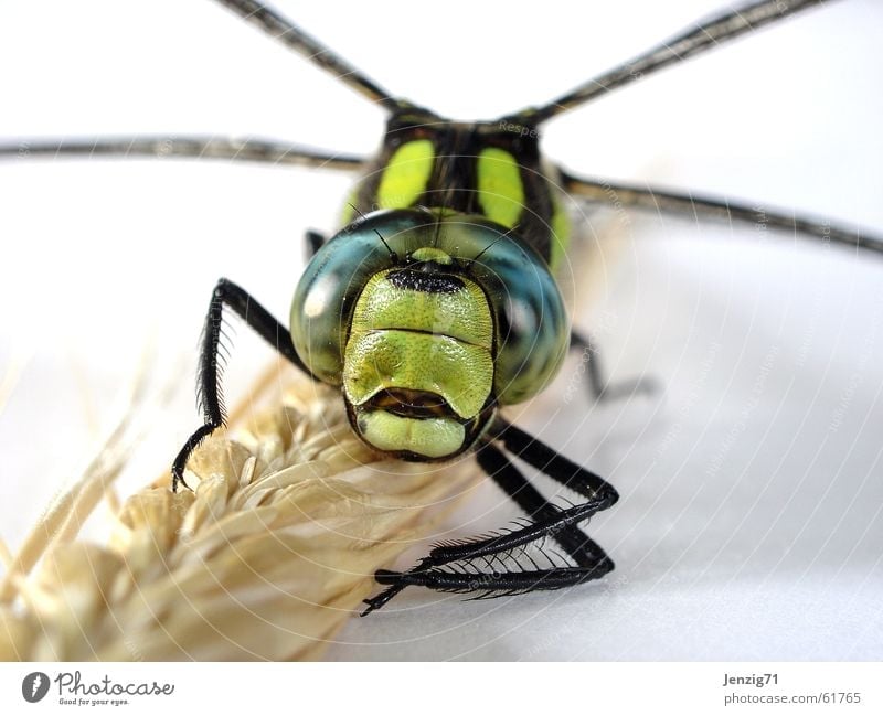 Frontal. Libelle Mosaikjungfer Insekt Makroaufnahme frontal insect Flügel fliegen