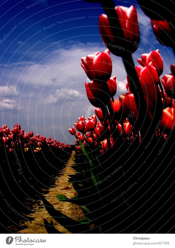 In Reih und Glied Licht gegen Tulpe Tulpenfeld rot rosa erleuchten Blume himmelblau Feld Halm Leben Agra Landwirtschaft Vielfältig Gemälde stechend Wolken