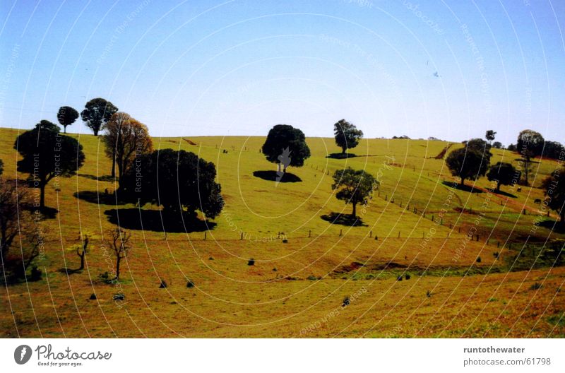 Unterwegs Baum Feld Australien Wiese Sehnsucht Aussicht stoppen Himmel Freiheit Natur Landschaft einzigartig Momentaufnahme