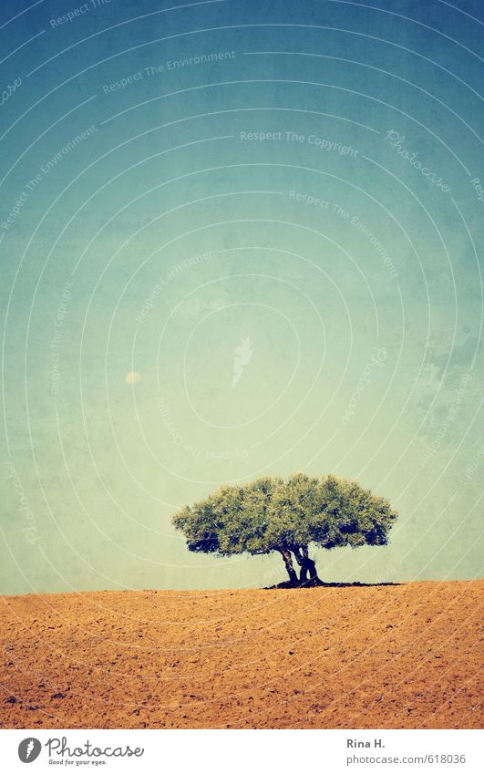 Stiller Mond Umwelt Natur Landschaft Horizont Baum Olivenbaum Feld trocken Wärme gelb türkis ruhig Kunst Farbfoto Außenaufnahme Menschenleer Textfreiraum links