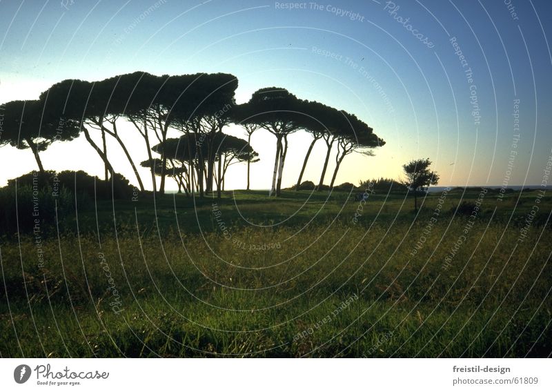 Pinien in der Toskana Italien Maremma Abenddämmerung Baum Landschaft
