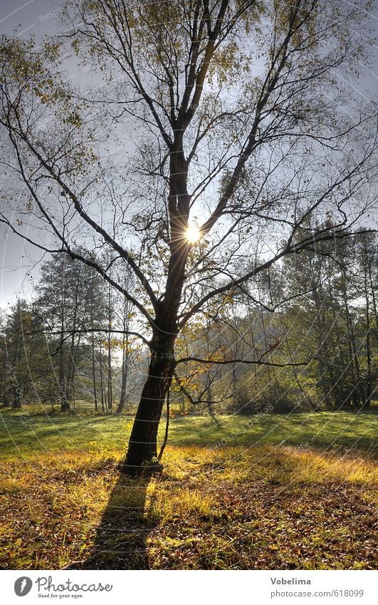 Baum im Gegenlicht Natur Landschaft Sonne Sonnenlicht Herbst Wald Farbfoto Außenaufnahme Textfreiraum unten Tag Licht Kontrast Silhouette Lichterscheinung