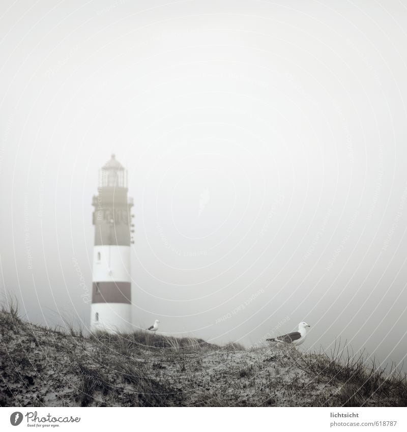 was gestern noch klar war Natur Landschaft Himmel Wetter Nebel Gras Küste Strand Nordsee Meer Insel Leuchtturm Sehenswürdigkeit Wahrzeichen Vogel 2 Tier grau