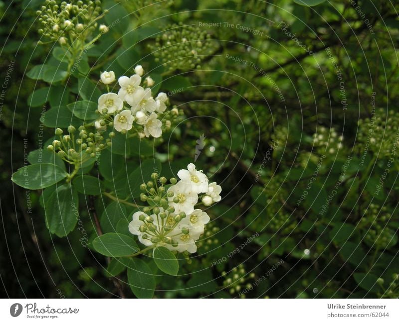 Weiße Blüten und Knospen vor dunkelgrünem Busch Farbfoto Außenaufnahme Detailaufnahme Menschenleer Textfreiraum rechts Schatten Schwache Tiefenschärfe Pflanze