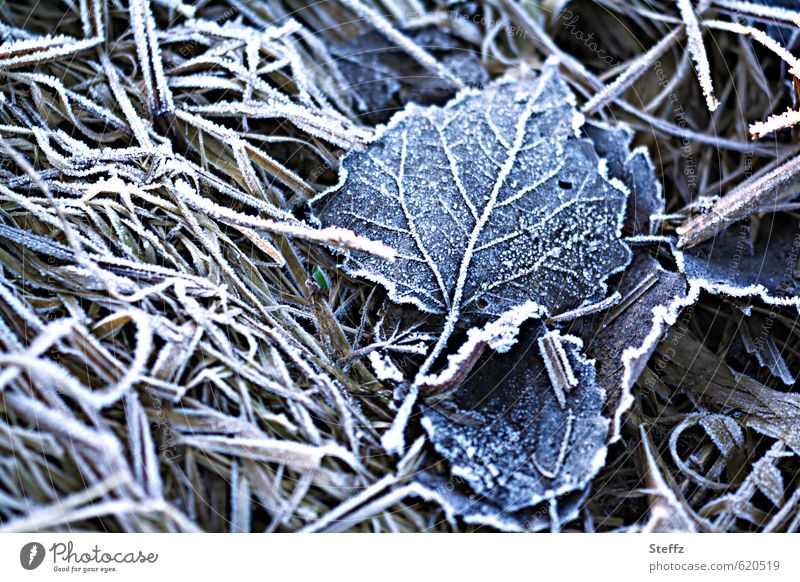 erster Frost Raureif Kälteschock Kälteeinbruch nordisch nordische Kälte heimisch Wintereinbruch Bodenfrost Winterkälte frieren kalt trist Winterstimmung