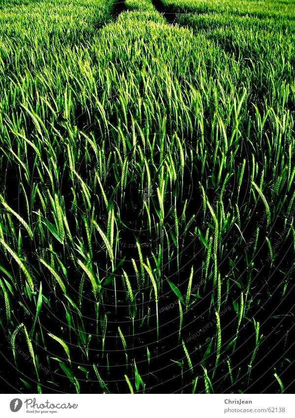 Spuren Feld Weizen grün stechend Halm Agra Landwirtschaft Ähren field Natur Getreide Amerika Ackerbau feldanbau anbauen Wege & Pfade Traktorspur