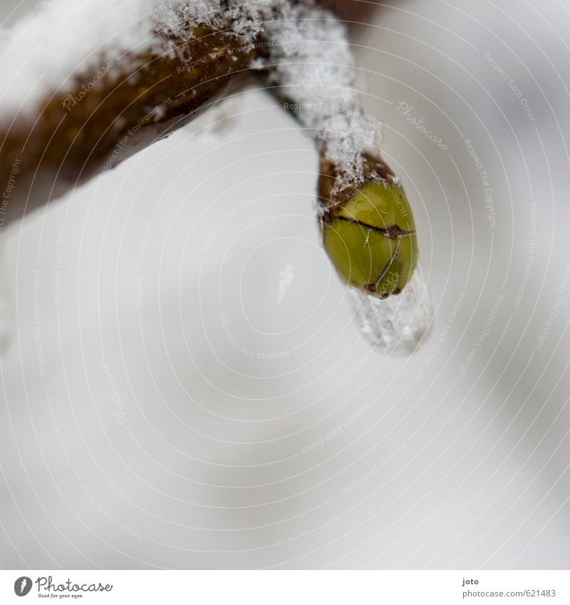 eisig Natur Pflanze Wassertropfen Frühling Winter Schnee Sträucher Blütenknospen hängen ästhetisch kalt Spitze grün weiß Kraft ruhig stagnierend Wachstum