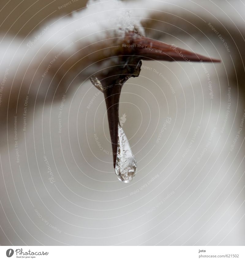 glasklar Natur Winter Eis Frost Schnee Dorn hängen ästhetisch kalt Spitze weiß ruhig Stress elegant stagnierend Kraft leicht Eiszapfen gefroren Wassertropfen