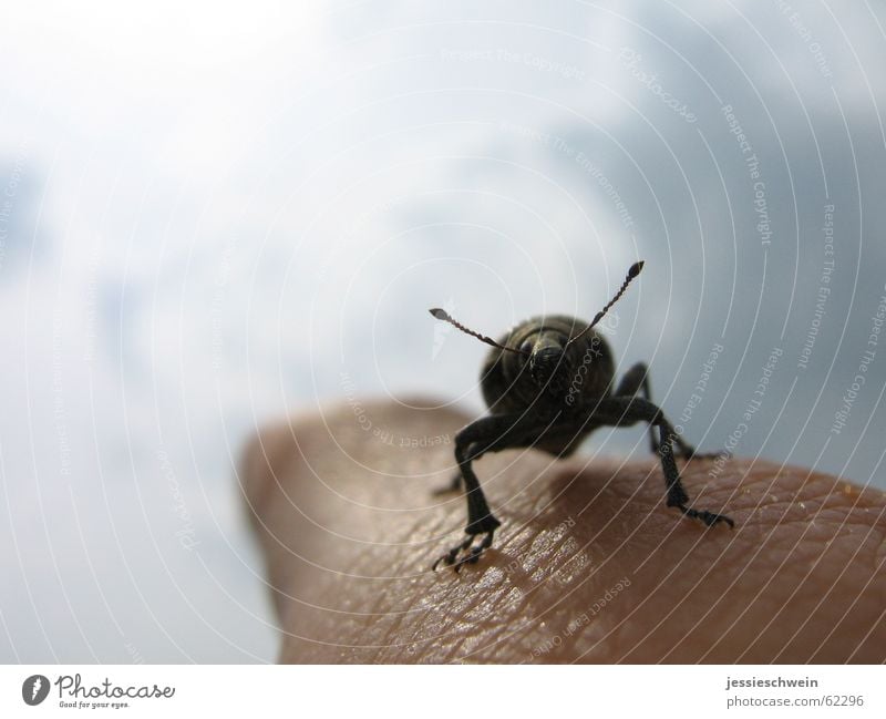 fliege junger "Käfer" hinaus in die Freiheit... Finger Zeigefinger Ferne Wolken Fühler beatle Beine Himmel