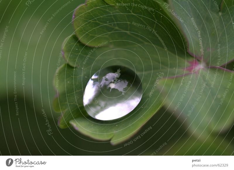 Perle aus Tau Seil Pflanze Wasser Wassertropfen Himmel Blatt glänzend rund grün durchsichtig schimmern gefächert Farbfoto Außenaufnahme Menschenleer