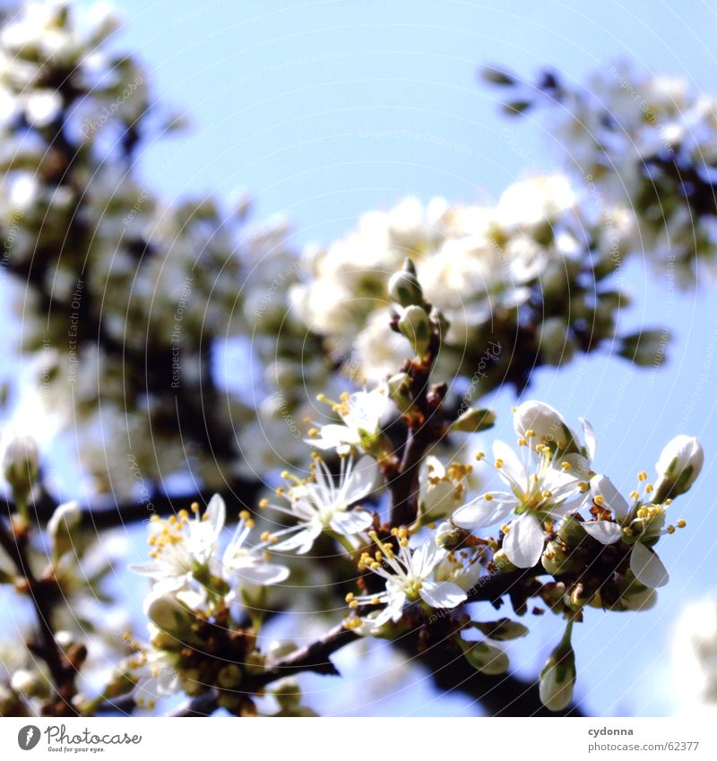 Blütentraum Baum Sträucher Frühling Jahreszeiten entdecken Reifezeit Freude Gefühle Himmel Detailaufnahme Leben schön Natur näturlich Wachstum