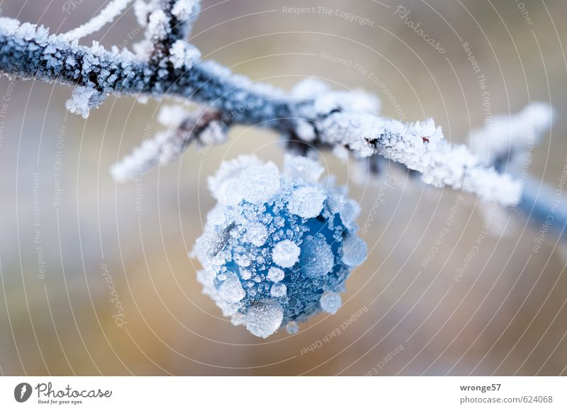 Blaue Eiskugel Pflanze Winter Frost Sträucher Nutzpflanze Schwarzdorn Schlehen groß kalt nah blau weiß Frucht Beeren Raureif Makroaufnahme Nahaufnahme