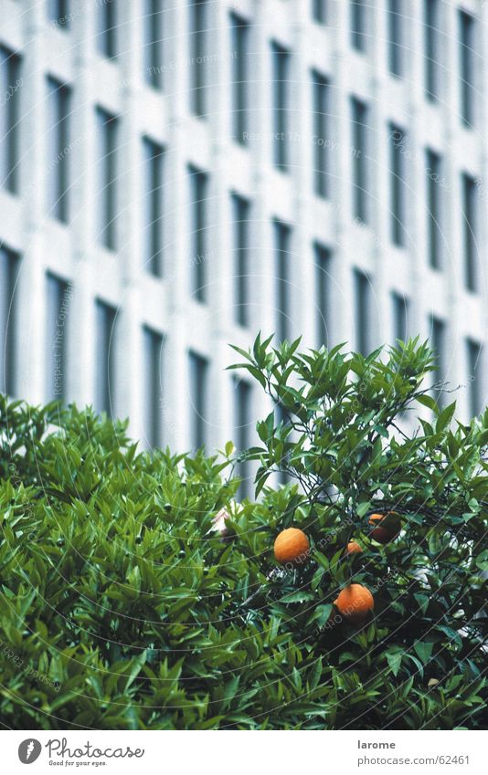 kontrast Fassade Kalifornien Baum orange USA sycramento