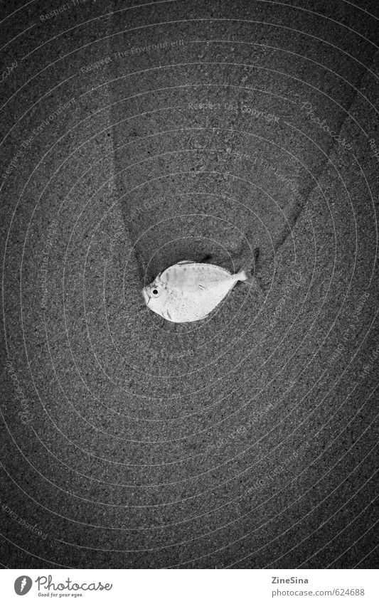 sea-01 Fisch Meeresfrüchte Ernährung Gesundheit Krankheit Angeln Tourismus Essen Sand Tier liegen Schwarzweißfoto Außenaufnahme Vogelperspektive Tierporträt