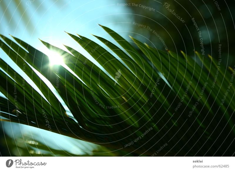 palm palm palme... Palme Sträucher Pflanze komische pflanze Sonne reflektion