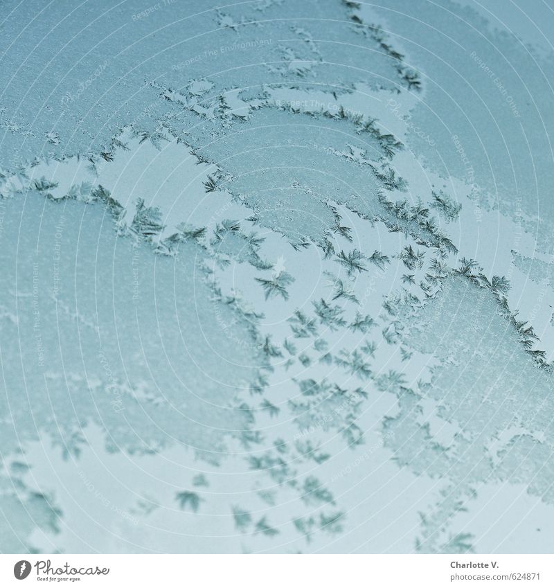 Eiskontinente Urelemente Wasser Erde Winter Frost frieren außergewöhnlich eckig fantastisch fest Unendlichkeit kalt blau türkis ruhig ästhetisch bizarr Natur