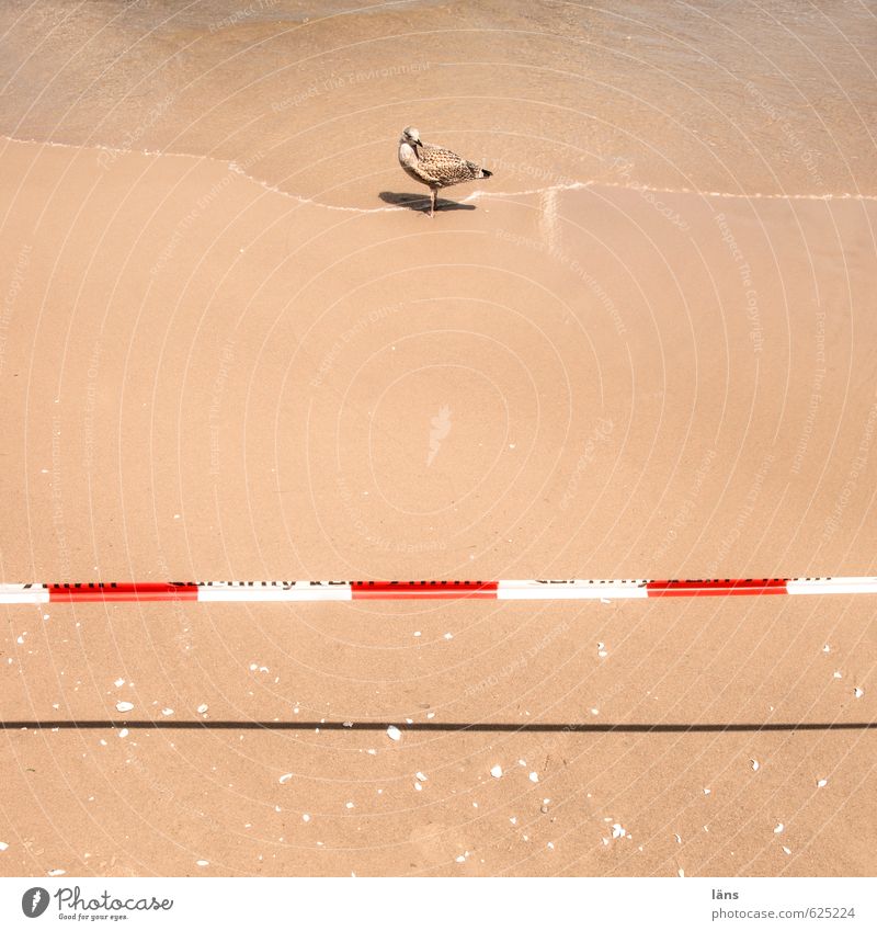 nicht kreuzen l DO NOT CROSS Ferien & Urlaub & Reisen Sommer Sommerurlaub Sonne Strand Meer Wellen Umwelt Natur Urelemente Sand Wasser Schönes Wetter Küste