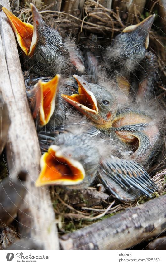 Kohldampf Tier Vogel Tiergruppe Tierjunges Holz Essen Fressen füttern niedlich blau gelb grau orange Tierliebe gefräßig Kindheit Leben Lebensfreude Natur