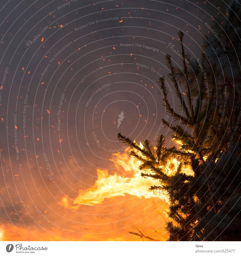 der Geist der vergangenen Weihnacht Veranstaltung leuchten Brand Funken Tanne brennen Farbfoto Außenaufnahme Menschenleer Textfreiraum links Dämmerung Nacht