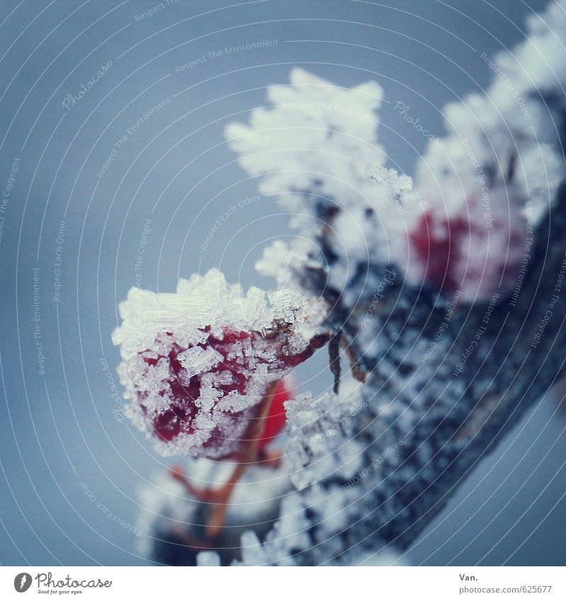 konserviert Natur Pflanze Winter Eis Frost Schnee Zweig Beeren Frucht kalt weich blau grau rot Farbfoto Gedeckte Farben Außenaufnahme Nahaufnahme Detailaufnahme