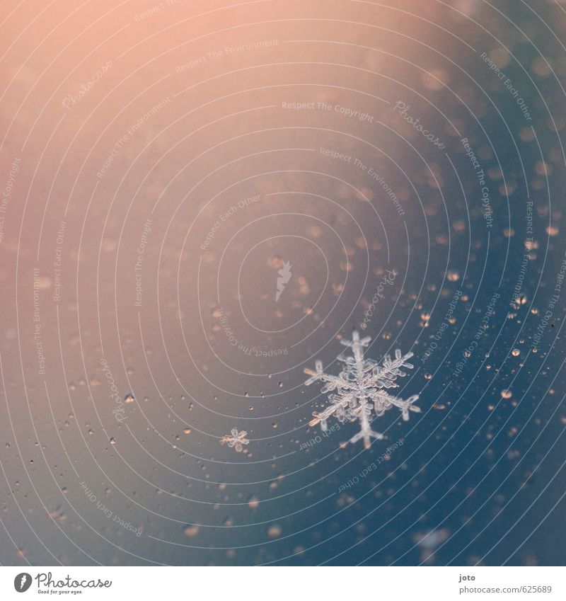Eiskristall Winter Schnee Weihnachten & Advent Natur Frost Wasser kalt nass blau rosa weiß ruhig Design stagnierend Vergänglichkeit Wandel & Veränderung