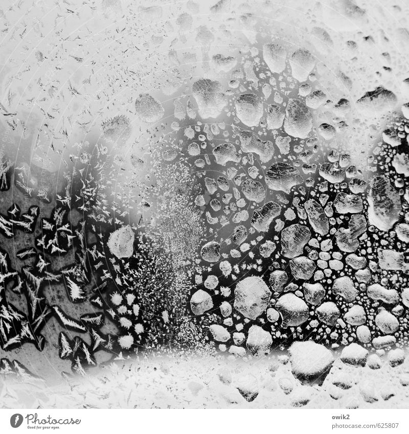 Flashmob Natur Pflanze Wasser Wassertropfen Winter Klima Wetter Schönes Wetter Eis Frost Glas frieren leuchten authentisch kalt klein natürlich Spitze viele